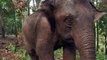 عودة فيلة إلى ديارها تجلب مشكلة كبرى لقرى تايلاندية