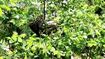 Forest officials rescue four-metre-long python from neighbourhood in northern India