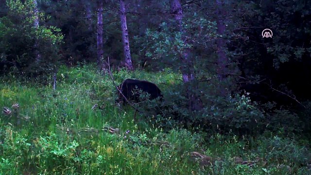 Yaban hayatı fotokapanla görüntülendi - TEKİRDAĞ