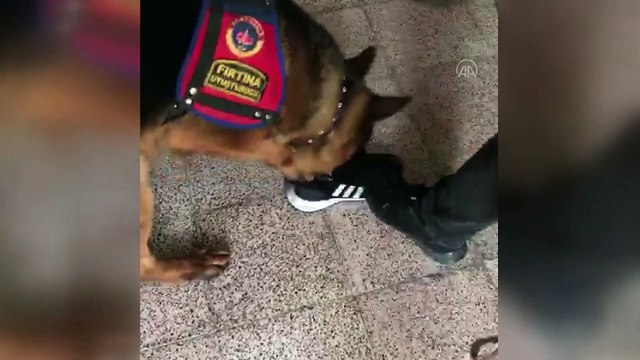 Sürücünün ayakkabı tabanına gizlenmiş uyuşturucuyu narkotik köpeği buldu - DÜZCE