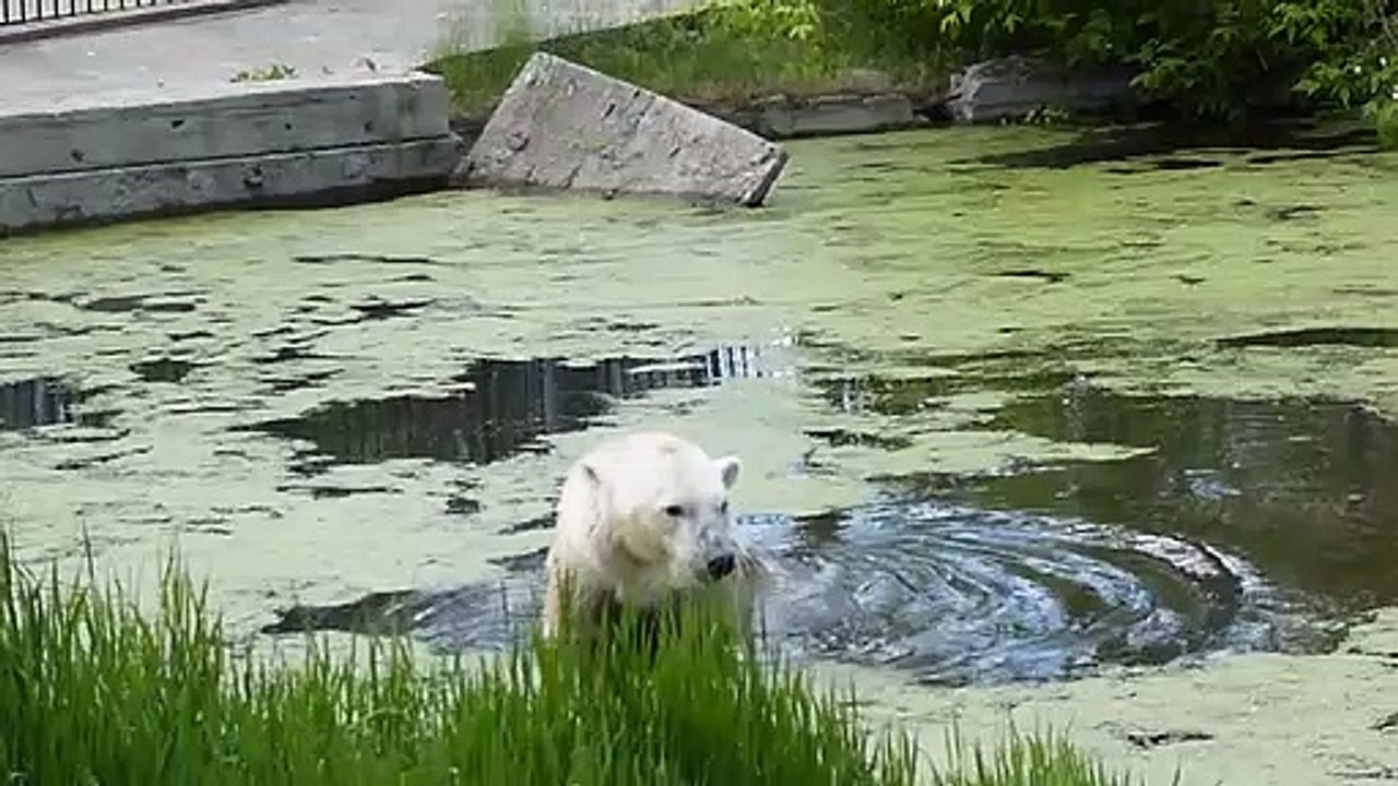 ボリシェリェーチェ動物園のザバーヴァの近況(Jun08_2020)