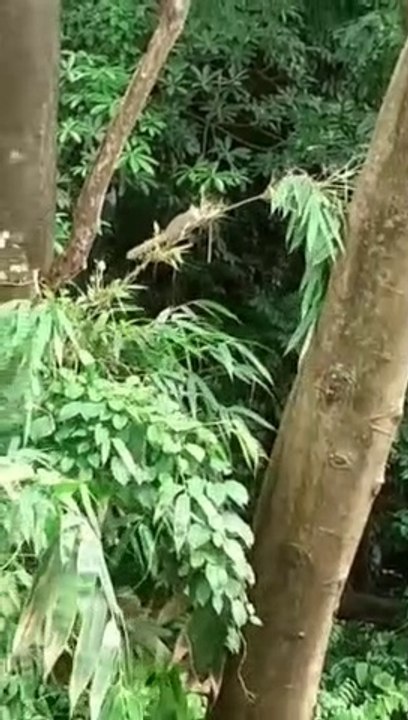 A sqirrrel wandering among the branches