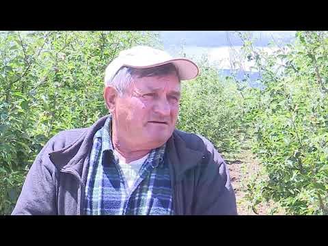 Breshëri shkatërron të mbjellat në fshatin Zvezdë të Korçës - News, Lajme - Vizion Plus