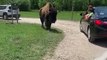 Bison vs Enfant dans un parc animalier