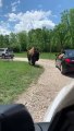 Bison vs Enfant dans un parc animalier