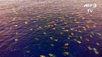 Drones para contar y cuidar mejor a las tortugas en Australia