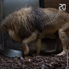 Eure : Edenté et dégriffé, un lion de cirque saisi par la justice