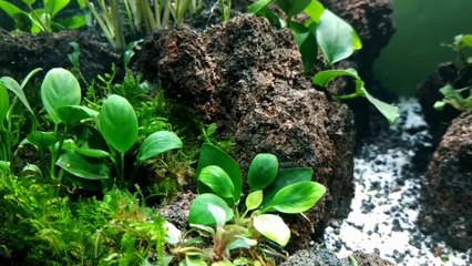 30 Aquascape tema hutan