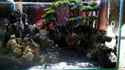 31 Aquascape tema hutan bagian ke