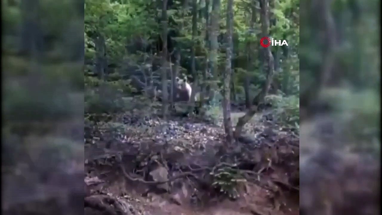 Karşısında müzik açılan Ayı, arkasını dönüp gitti