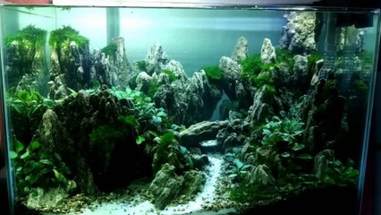 33 Aquascape tema bukit model 2