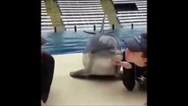 Ce dauphin adore les bisous... Réaction trop drôle
