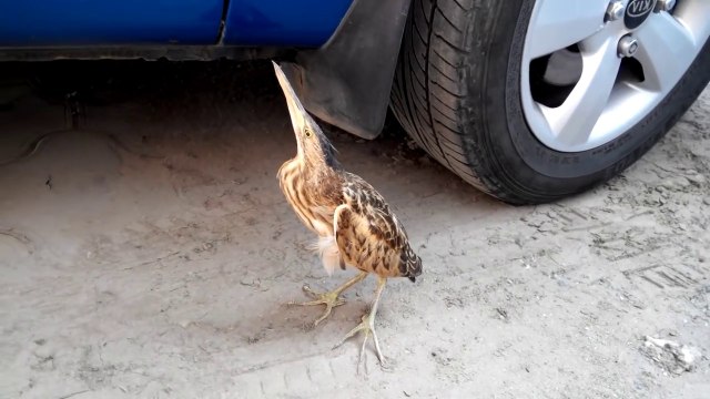 Il découvre un bien curieux visiteur prêt de sa voiture : oiseau pas timide