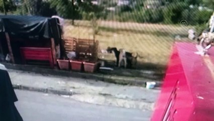 Köpeği başka köpeklerin saldırısı sonucu ölen iş yeri sahibi şikayetçi oldu - KARABÜK