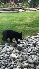 Family of Bears Lounge around in Backyard