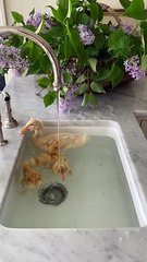 Ducklings of Tallwood Country House