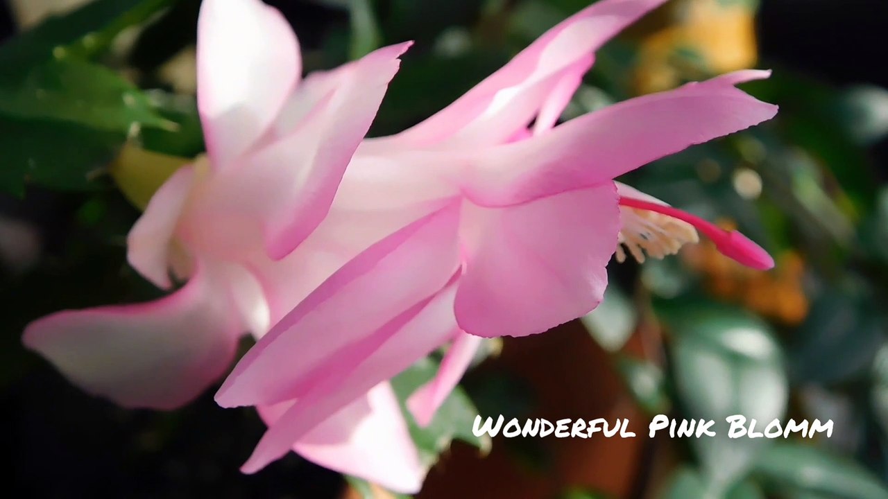 Wonderful Pink Blomm flower