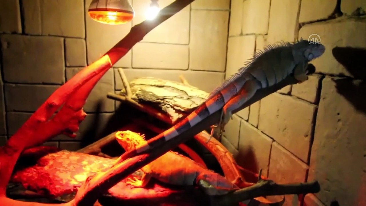 Yenilenen Eskişehir Hayvanat Bahçesi ve Sualtı Dünyası ziyaretçileri için hazır - ESKİŞEHİR