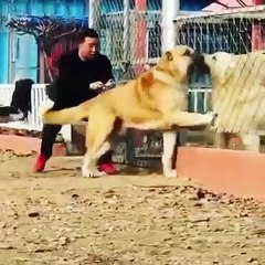 Dangerous dogs - Which breeds are banned and other laws dog owners should be aware of