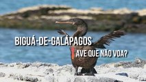 Biguá de galápagos - A ave que não voa?