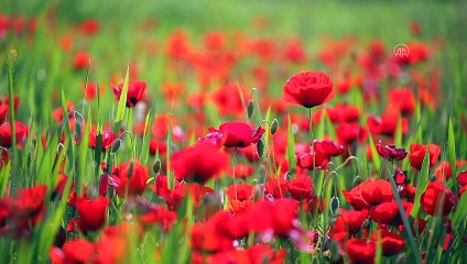 Tabiat baharla renklendi - VAN