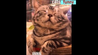 You won't be able to laugh.#funny animal2020 #14
