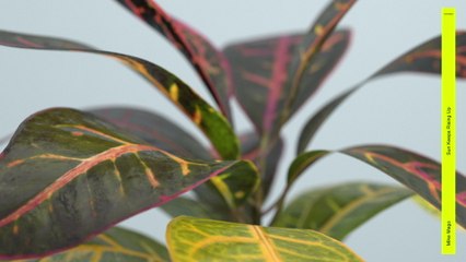 Mike Mago - Sun Keeps Rising Up