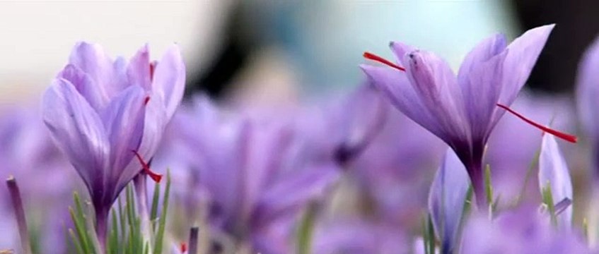 NEGIN !! WA:083 854 153 392	Jual Bunga Saffron Untuk Keputihan Surabaya -Malang