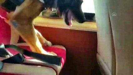 Van'da 55 kilo 260 gram Afyon sakızı ele geçirildi