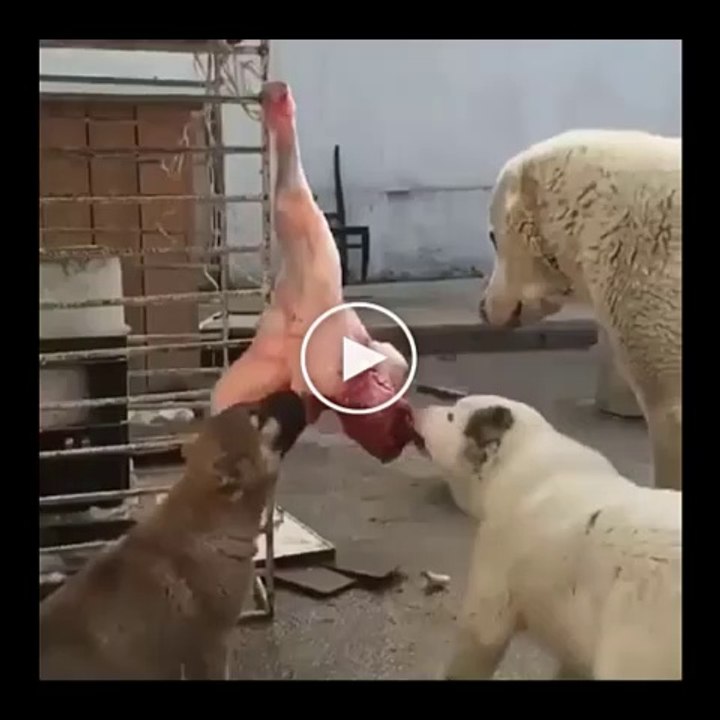 YAVRU ALABAY COBAN KOPEKLERi SABAH KAHVALTISI - PUPPY ALABAI SHEPHERD DOGS BREAKFAST