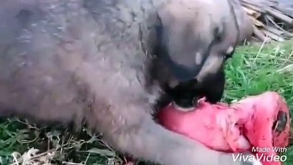 ANADOLU COBAN KOPEGi YAVRUSUNA SABAH KAHVALTISINDA ET - ANATOLiAN SHEPHERD DOG PUPPY MEAT at BREAKFAST