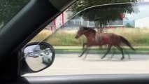 Bursa'da başı boş at trafikte araçlarla yarıştı