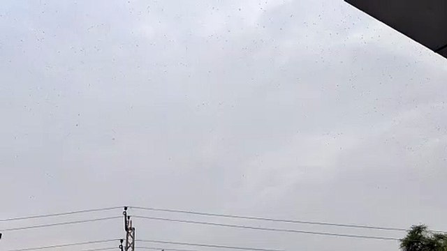 डूंगरपुर शहर तक पहुंचा टिड्डी दल