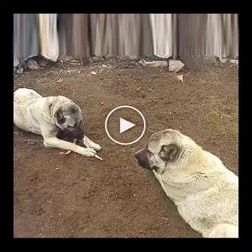 SiVAS KANGAL KOPEKLERi SABAH KAHVALTISI - SiVAS KANGAL DOGs BREAKFAST