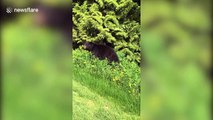 Golfers in Canada have close encounter with black bear while teeing off on first hole