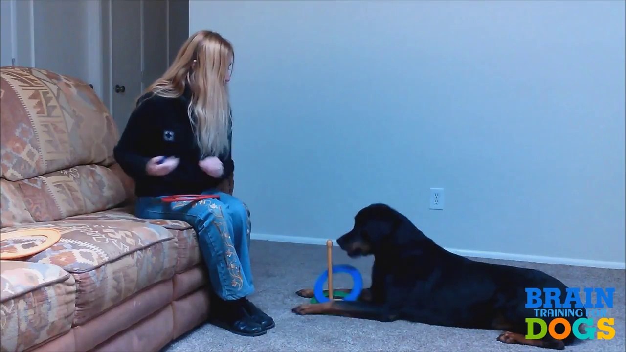 Brain Training for Dogs -  How to stop a dog from biting | How to train your dog not to bark | Complete Guide