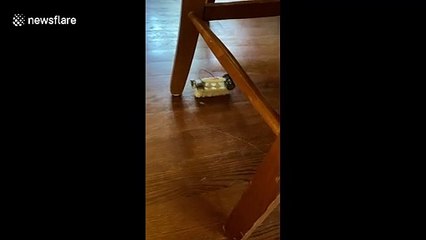 'I couldn’t get a Roomba so I made my own': US man creates floor cleaning robot from brush