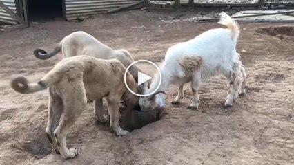 KECi ve ANADOLU COBAN KOPEKLERi SABAH KAHVALTISI - GOAT and ANATOLiAN SHEPHERD DOG BREAKFAST