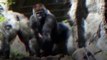 Le célèbre gorille des montagnes d'Ouganda, Rafiki, assassiné par des braconniers