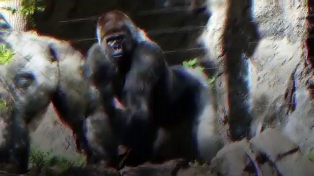 Le célèbre gorille des montagnes d'Ouganda, Rafiki, assassiné par des braconniers