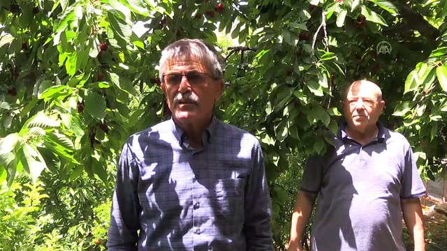 Tescilli dalbastı kirazı nda ilk hasat yurt dışına gönderiliyor - MALATYA