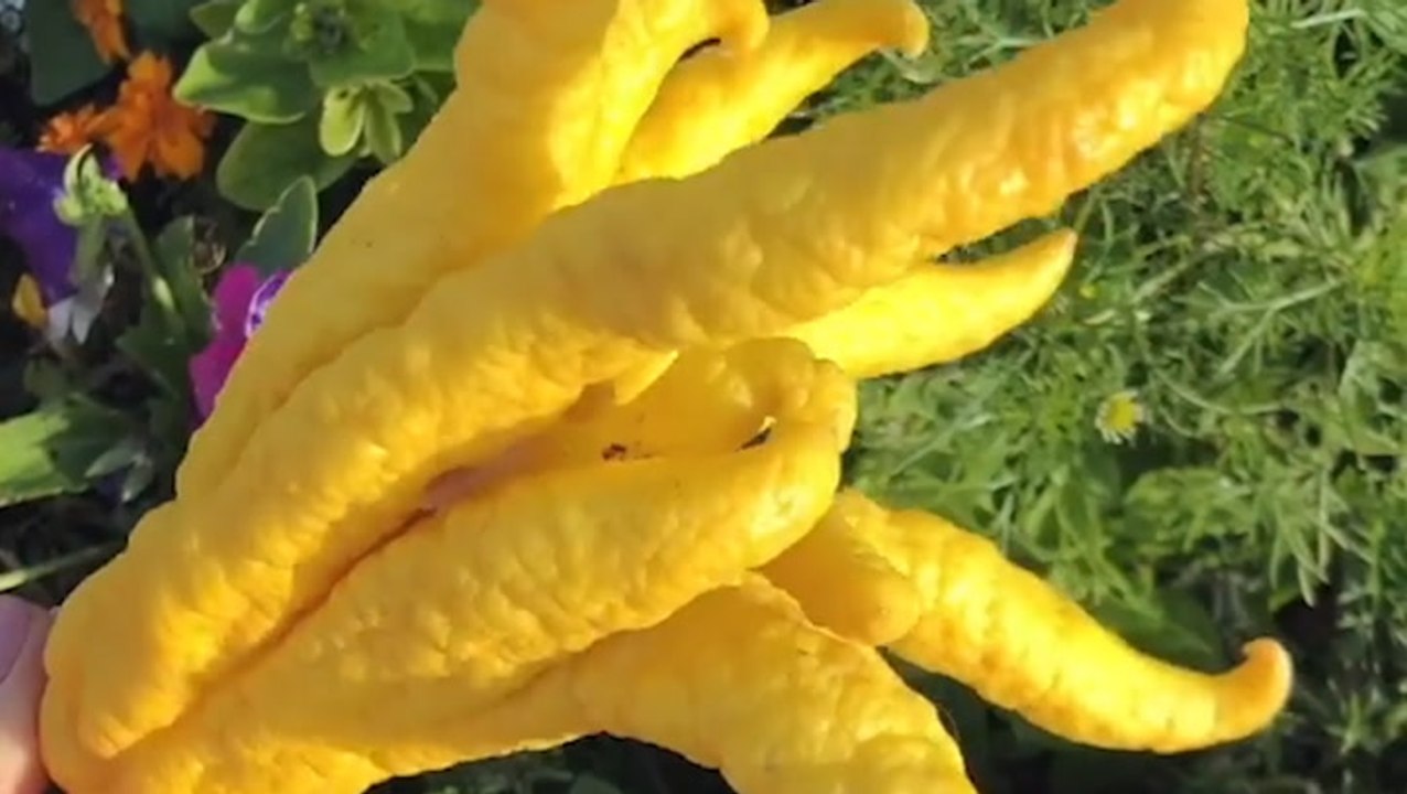 From horned melon to jackfruit, these are 13 extraordinary fruits around the world