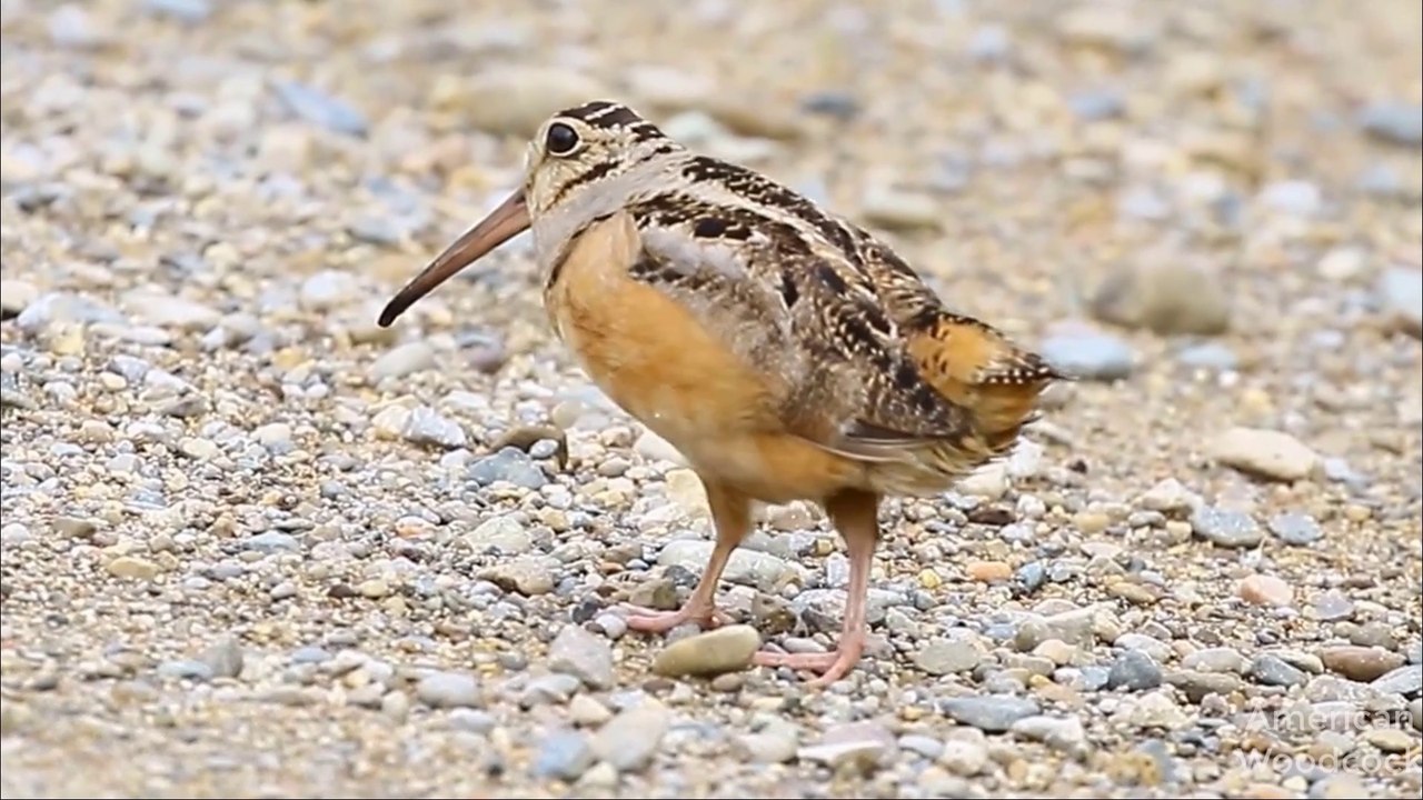 American woodcock shows dancing and walking Dancing bird in the world
