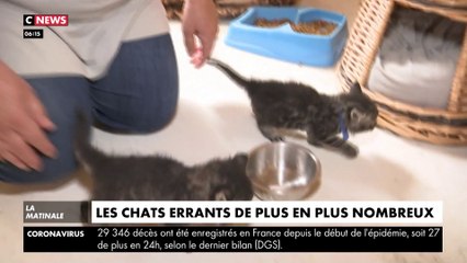 Les chats errants de plus en plus nombreux