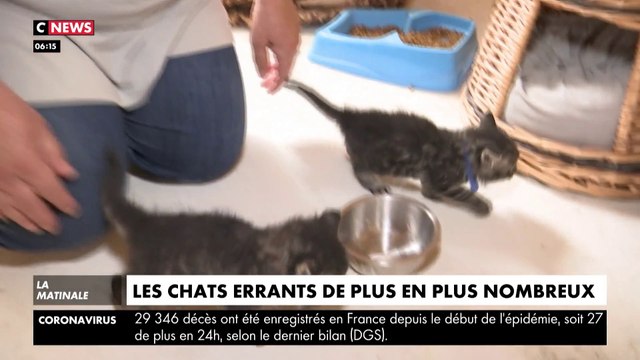 Les chats errants de plus en plus nombreux