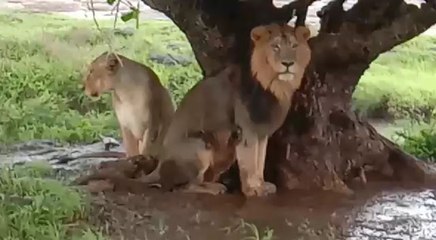 गीर के जंगलों में शेरों से ज्यादा हुईं शेरनियां, बारिश में भीगे 'वनराज' तो शेरनी संग ली पेड़ की शरण