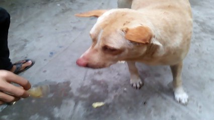 The dog Eating for love.| dog lovers