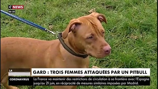 Horreur dans le Gard : Trois passantes attaquées en pleine rue par un pitbull qui prend la fuite avant d'être abattu par les forces de l'ordre