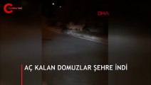Aç kalan domuzlar şehre indi