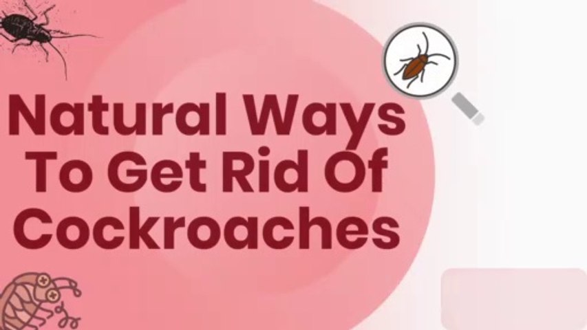 Natural Ways To Get Rid Of Cockroaches Infestation